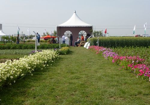 2011 / FIELD DAYS TENTS IN ADANA / 